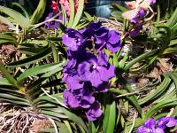 Albums/20200303-Kew Gardens/16